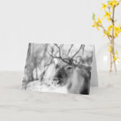 トナカイ自然写真 カード (黄色い花)