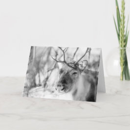 トナカイ自然写真 カード