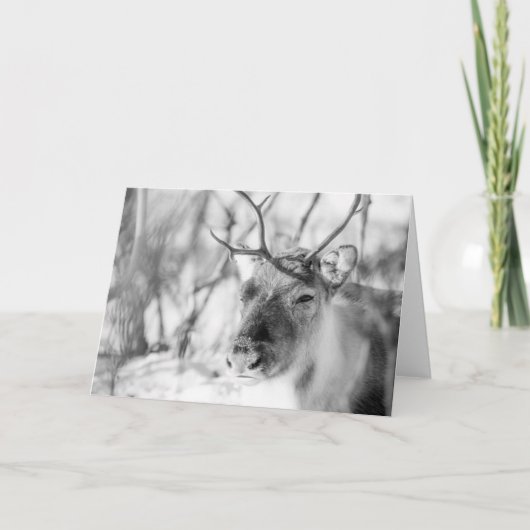 トナカイ自然写真 カード (正面)