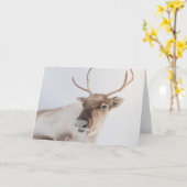 トナカイ自然写真 カード (黄色い花)