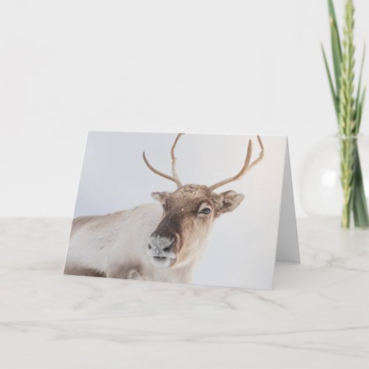トナカイ自然写真 カード (正面)