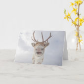 トナカイ自然写真 カード (黄色い花)