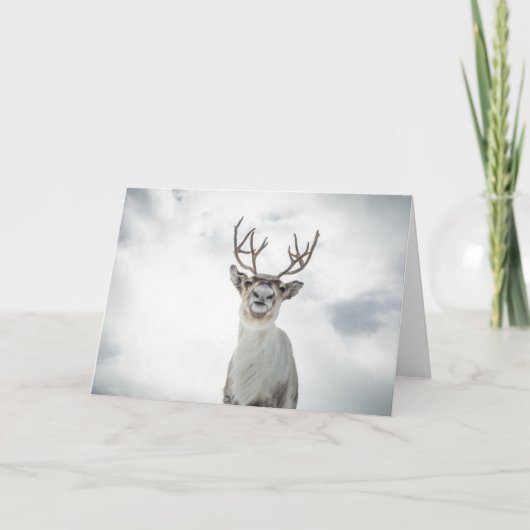 トナカイ自然写真 カード (正面)