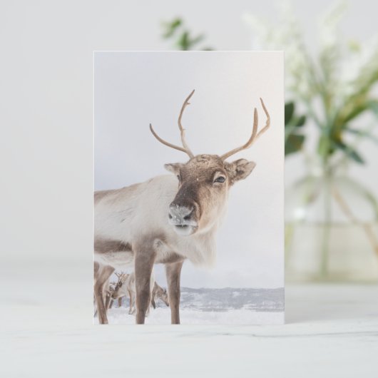 トナカイ自然写真 カード (スタンド正面)
