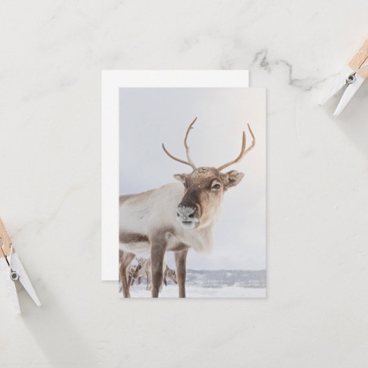 トナカイ自然写真 カード (正面/裏面インサイチュ)