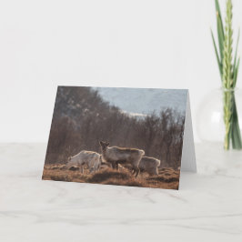 トナカイ自然写真 カード