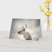 トナカイ自然写真 カード (黄色い花)