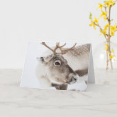 トナカイ自然写真 カード (黄色い花)