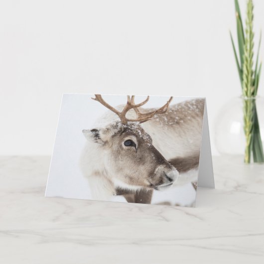 トナカイ自然写真 カード (正面)