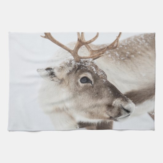トナカイ自然写真 キッチンタオル (横)