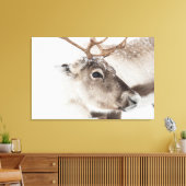 トナカイ自然写真 キャンバスプリント (インサイチュ (リビング))