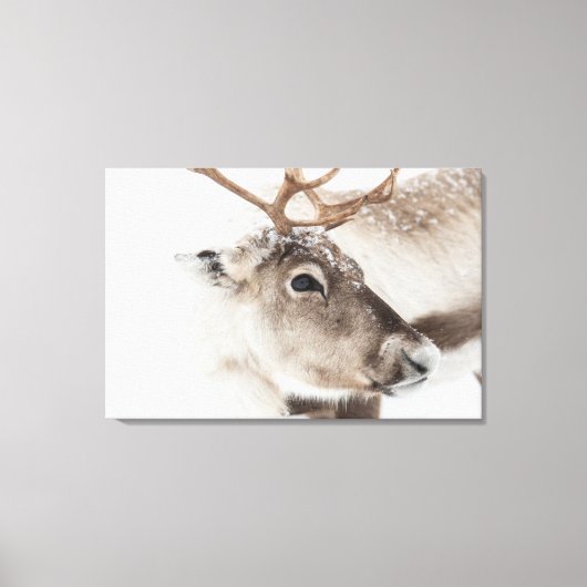トナカイ自然写真 キャンバスプリント (正面)