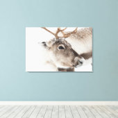 トナカイ自然写真 キャンバスプリント (インサイチュ (ウッドフロア))