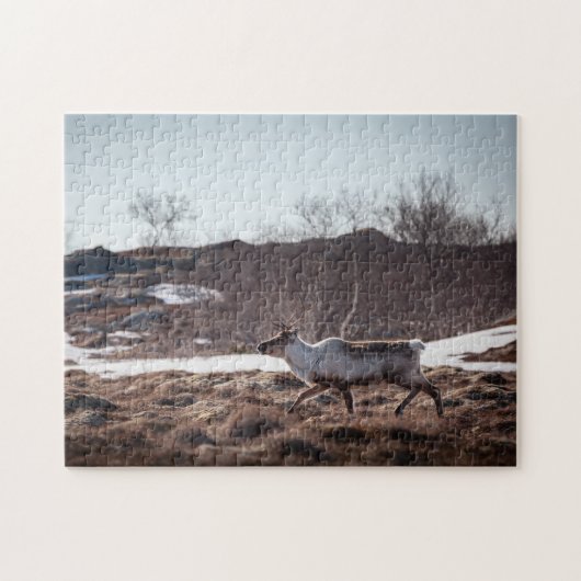 トナカイ自然写真 ジグソーパズル (横)