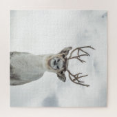 トナカイ自然写真 ジグソーパズル (横)