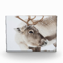 トナカイ自然写真 フォトブロック