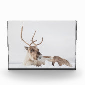 トナカイ自然写真 フォトブロック (正面)