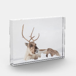 トナカイ自然写真 フォトブロック