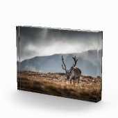 トナカイ自然写真 フォトブロック (右)