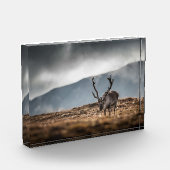 トナカイ自然写真 フォトブロック (左)