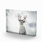 トナカイ自然写真 フォトブロック (右)