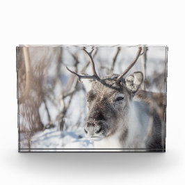 トナカイ自然写真 フォトブロック