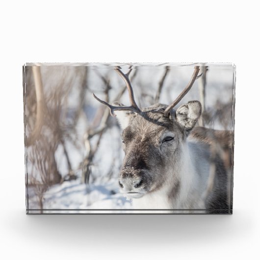 トナカイ自然写真 フォトブロック (正面)