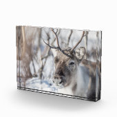 トナカイ自然写真 フォトブロック (右)