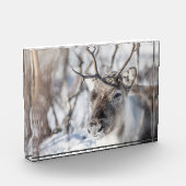 トナカイ自然写真 フォトブロック (左)