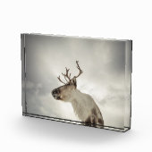 トナカイ自然写真 フォトブロック (右)
