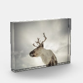 トナカイ自然写真 フォトブロック (左)