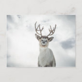 トナカイ自然写真 ポストカード (正面)
