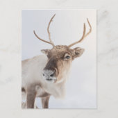 トナカイ自然写真 ポストカード (正面)