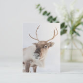 トナカイ自然写真 ポストカード (スタンド正面)