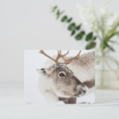 トナカイ自然写真 ポストカード (スタンド正面)