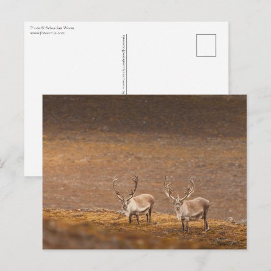 トナカイ自然写真 ポストカード (正面/裏面)