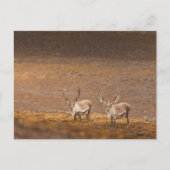 トナカイ自然写真 ポストカード (正面)