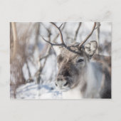 トナカイ自然写真 ポストカード (正面)