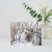 トナカイ自然写真 ポストカード (スタンド正面)