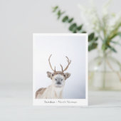トナカイ自然写真 ポストカード (スタンド正面)