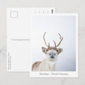 トナカイ自然写真 ポストカード (正面/裏面)
