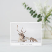 トナカイ自然写真 ポストカード (スタンド正面)