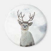 トナカイ自然写真 マグネット (正面)