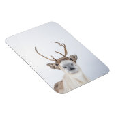 トナカイ自然写真 マグネット (右側)