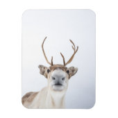 トナカイ自然写真 マグネット (縦)