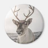 トナカイ自然写真 マグネット (正面)