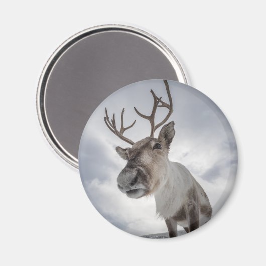 トナカイ自然写真 マグネット (正面/裏面)