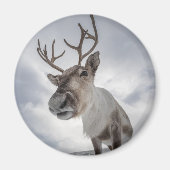 トナカイ自然写真 マグネット (正面)