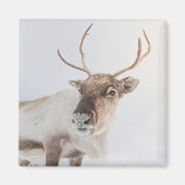 トナカイ自然写真 マグネット (正面)