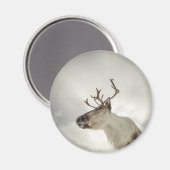 トナカイ自然写真 マグネット (正面/裏面)